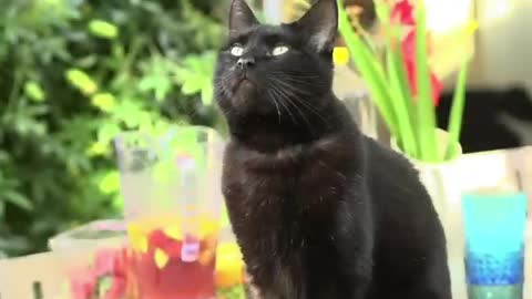 It is a common superstition that black cats are unlucky