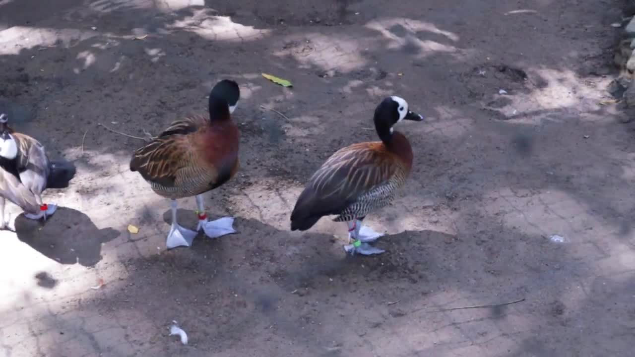 Romantisnya, Bebek Ini Pacaran -Cara Hewan Berpacaran -So Sweet Sekaleee