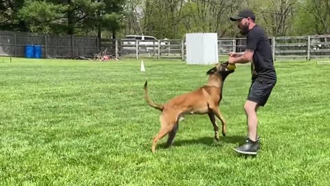 PHYSICALLY AND MENTALLY EXHAUST YOUR DOG IN 5 MINUTES!