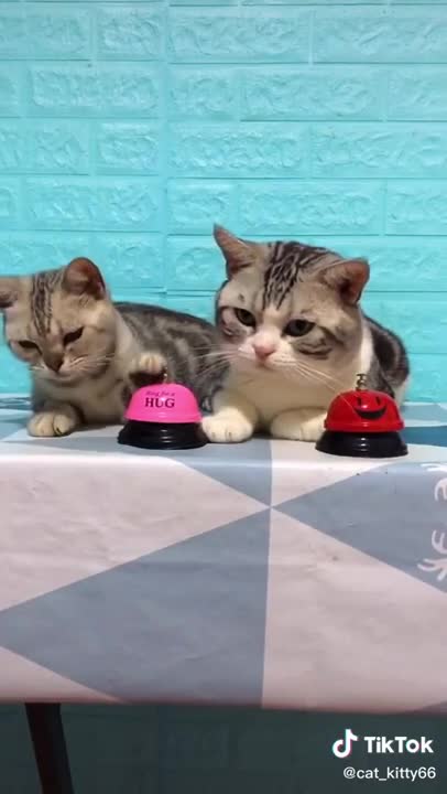 Lovely cat my favorite cat beautiful cat cute cat lovely pet kitty