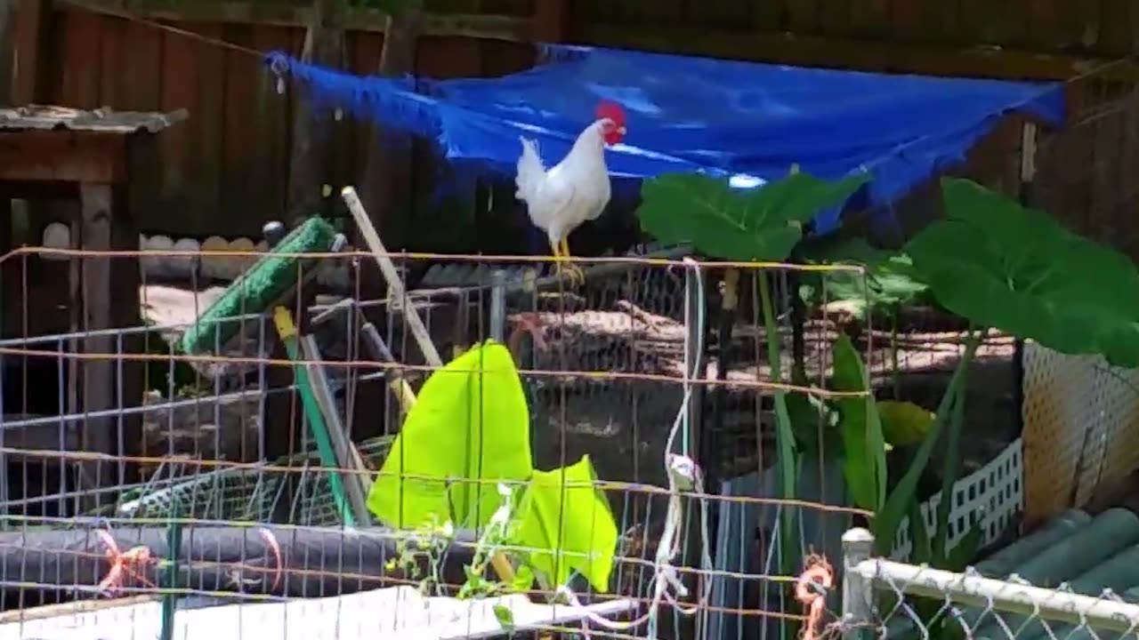 Introducing.... Mr Foghorn Leghorn!