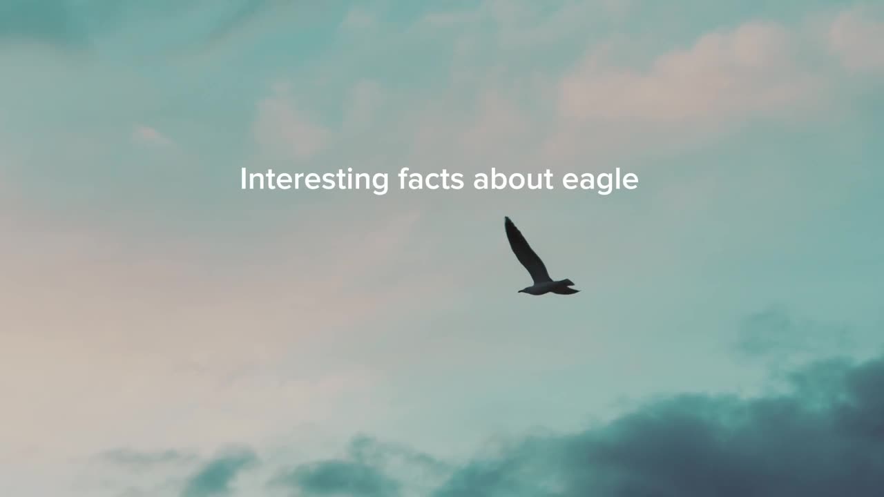 Interesting facts about eagle