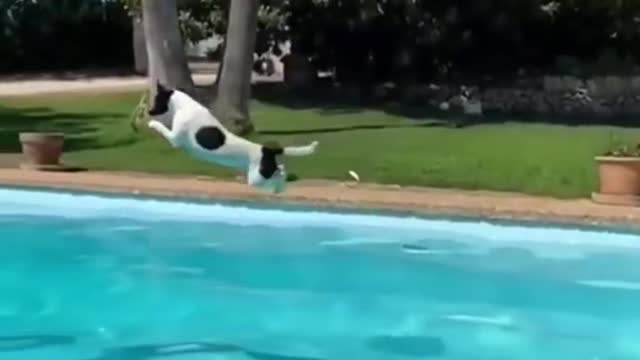 How far do you think he jumped?