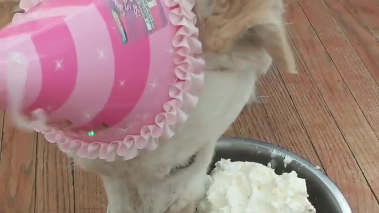 Bellas Birthday Dog birthday