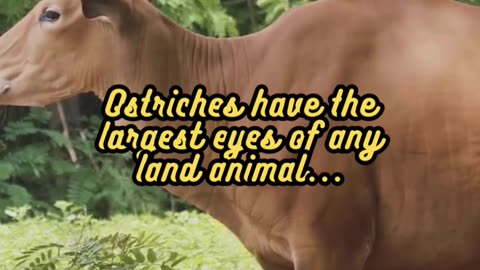 Animal Facts Ostrich Eyes #shorts