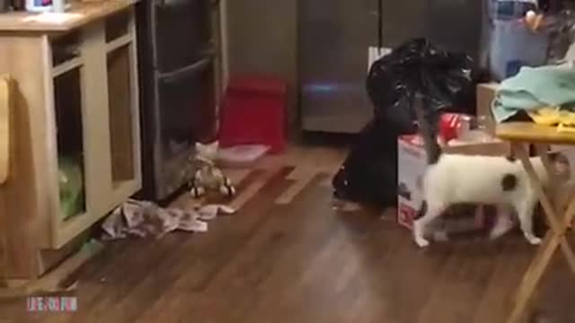 Funny video 3