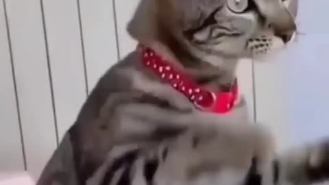 the cat is doing his james funny video