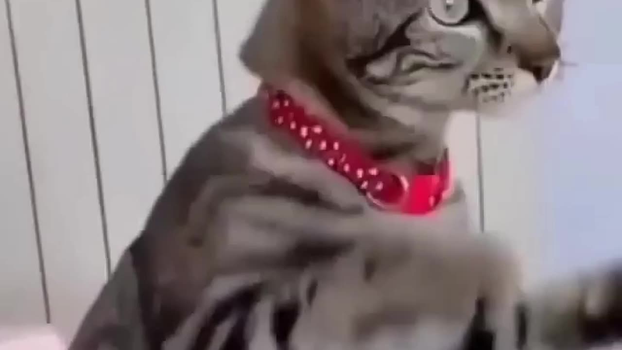 the cat is doing his james funny video