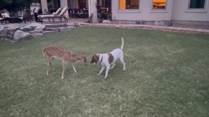 Dog and Deer fight