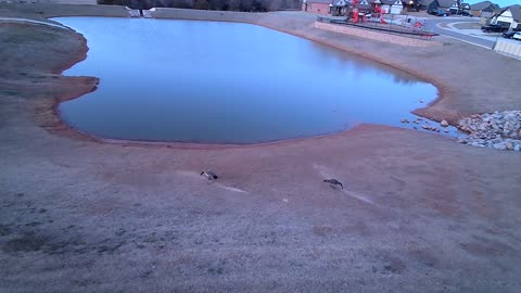 The Pond