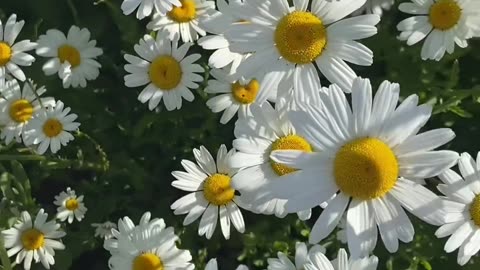 Daisies