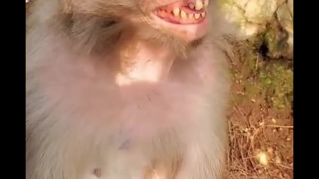 OMG... Never Seen Before Monkey Laugh Funny Video In 2022