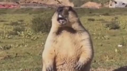 funny animals - try not to laugh #shorts