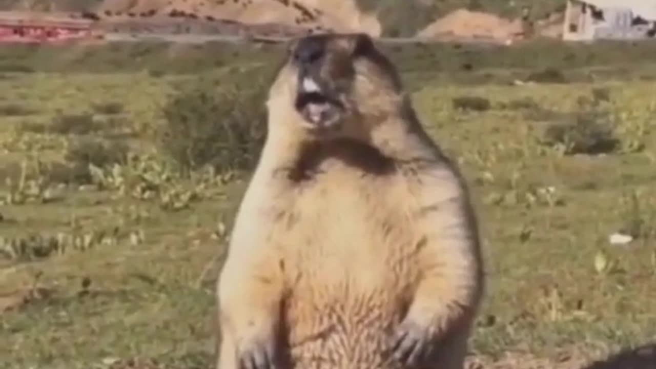 funny animals - try not to laugh #shorts