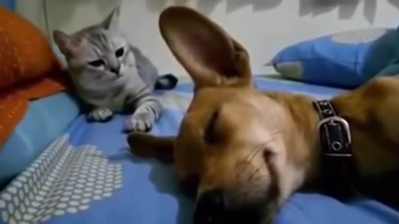 Funny Pets