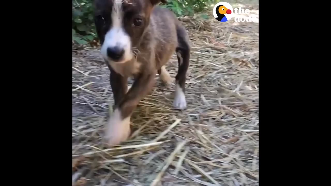 Abandoned Puppy Grows Up With 150 Rescued Animal Friends | The Dodo Odd Couples