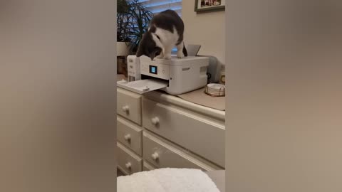 Best Funny Animal Videos Of The 2023 🤣 - Funniest Cats And Dogs Videos 😺😍 (47)