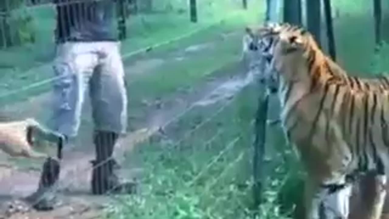 The jungle king wait the end 🤯🤯