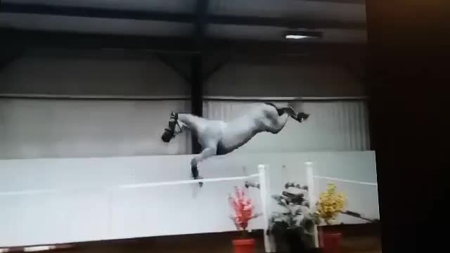 I didn't know a horse could jump almost 10 foot high WOW!!