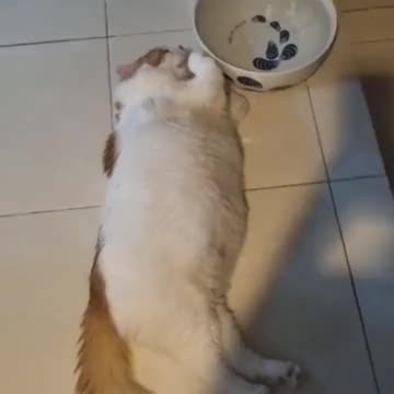 Fat Cat Having A Lazy Day