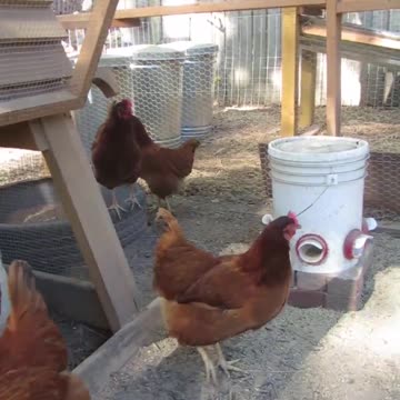 Are Chickens Chicken? #chicken #backyardhomesteading #animals #nature #peace #528hz