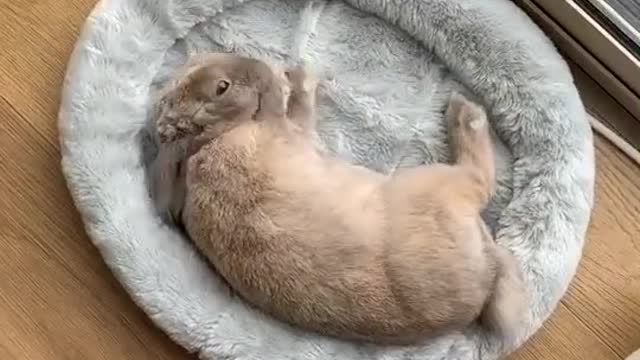 5 things you might not know about rabbits!