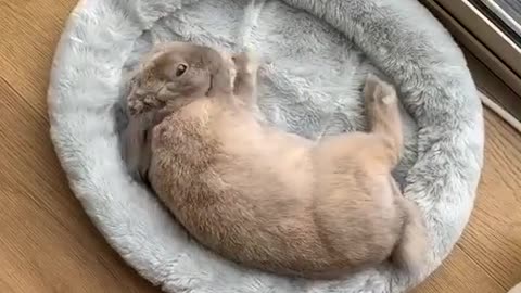 5 things you might not know about rabbits!