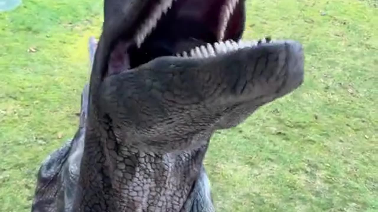 Dinosaur 🦕🦖🦖🤯