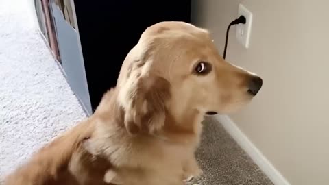 BEST FUNNY AND DOGS VIDEOS OF THE WEEK