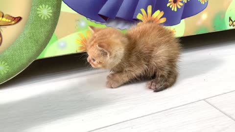 The ginger kittens first meeting with the cat Will she feed him or not