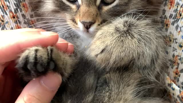 Cute Kitten Gets its paw massaged