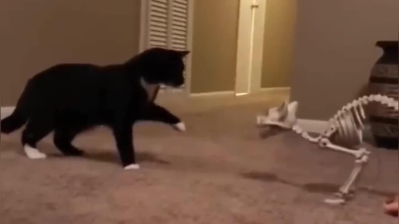 New Funny Videos 2023 😍 Cutest Cats and Dogs 🐱🐶 Part 10