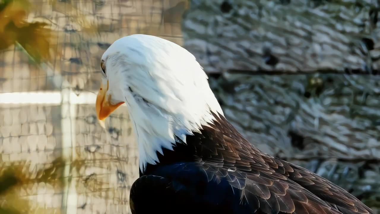 Birds In HDR4K Ultra