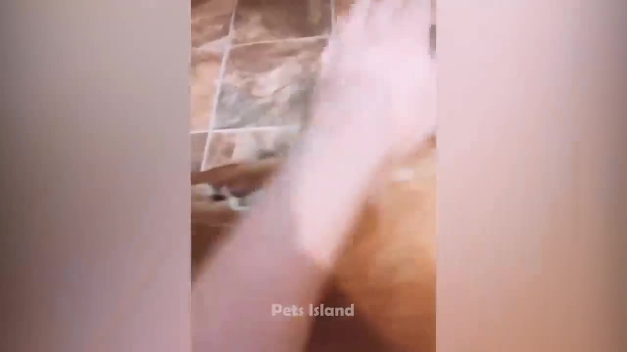 Funny Dogs Reaction Moments - Funniest Animals Video 😺🐶 2023 - Pets Island