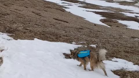 Snowing dog