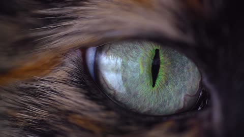 Cateye Animal Eyes Eye Look Sight