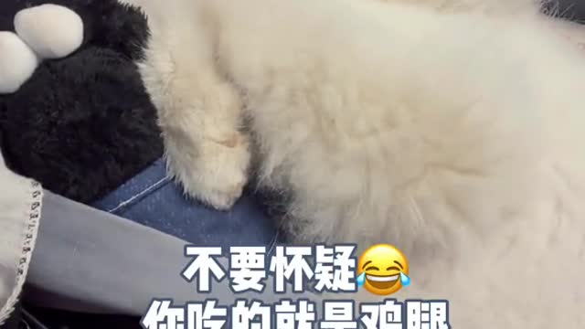 A stupid and cute puppy