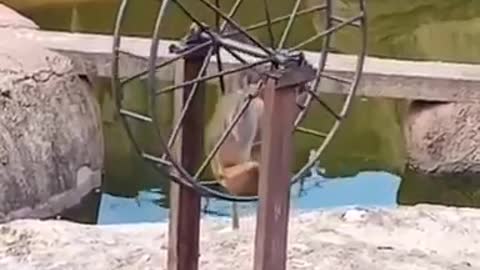 Monkey helps friend on spinning wheel
