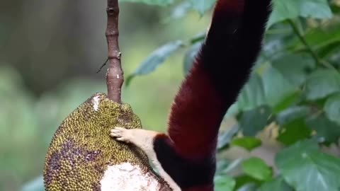 The Squirrel Eating Jackfruit.