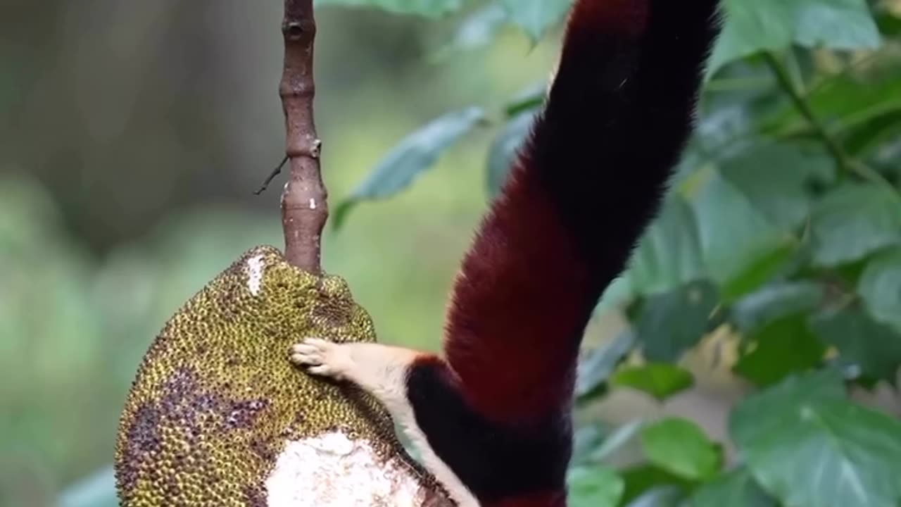 The Squirrel Eating Jackfruit.