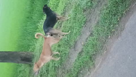 dog's Reproduction