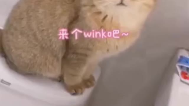 Funny and Cute Cat's Life Cats and Owners are the best friends.