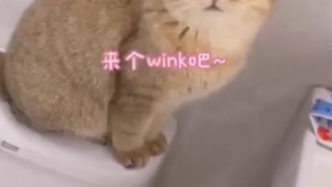 Funny and Cute Cat's Life Cats and Owners are the best friends.