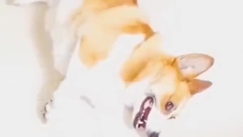 Funniest Animal 2023 😂 Funny Dogs and Cats video