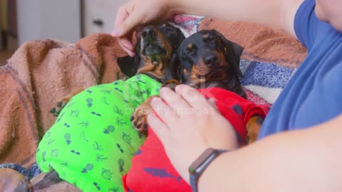 Two fat dachshund dogs in home t-shirts have eaten too much, lying on couch