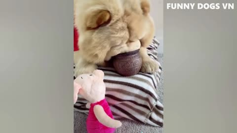 Funniest Animals Best Video - Funny Cats And Dogs