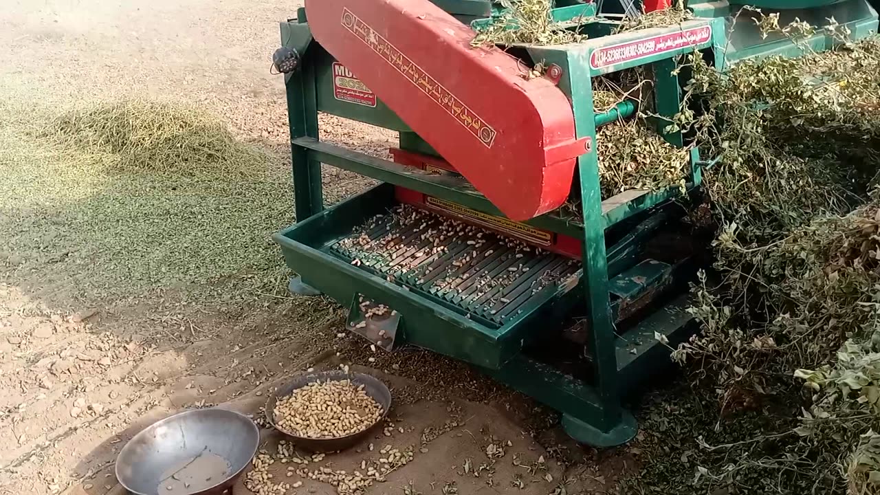 Peanut Harvesting 🥜🥜