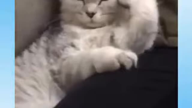 😎I'm a Big Kid Now Cute Baby Animals - Funny Pets City
