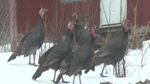 Turkeys in the yard