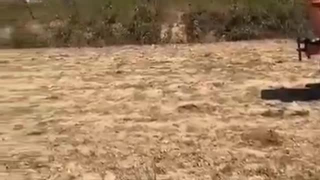 80년대, 파우치의 백신 실험으로 죽어가는 소들